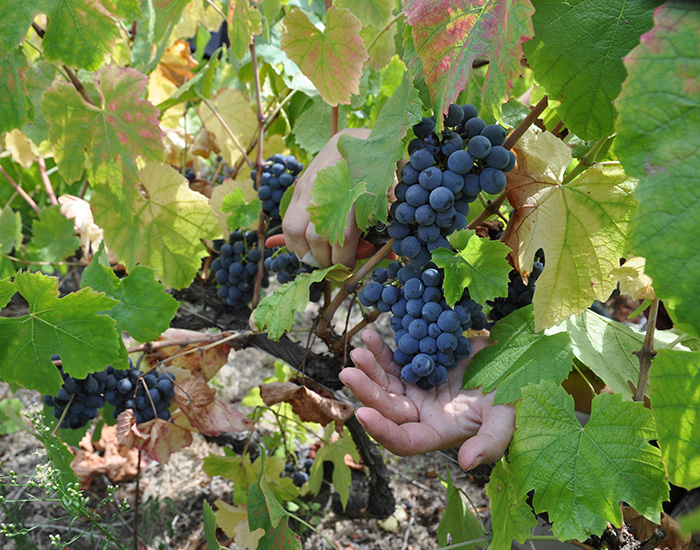 viticulteur Villefranche-sur-Saône
